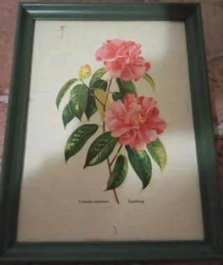 Cuadro floral Camellia reticulata