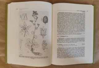 Flora ibérica: Ebenaceae-Saxifragaceae