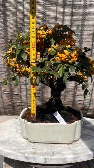 BONSAI SHOHIN PIRACANTA FRUTO NARANJA