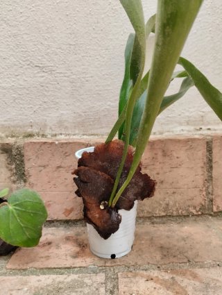 Lote 5 plantas: Anturio, Helecho, Begonia