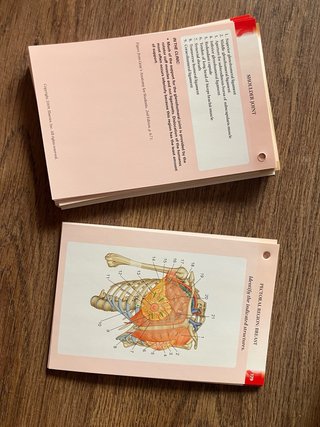 Gray's Anatomy for Students Flash Cards (INGLÉS)