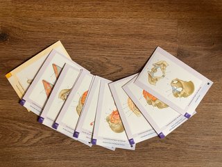 Gray's Anatomy for Students Flash Cards (INGLÉS)