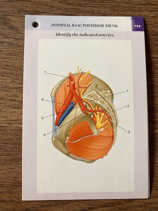 Gray's Anatomy for Students Flash Cards (INGLÉS)