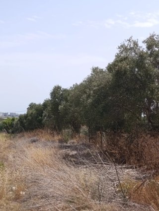 50 olivos adultos.