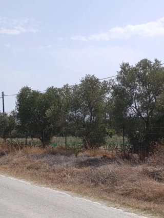 50 olivos adultos.