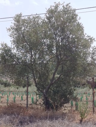 50 olivos adultos.