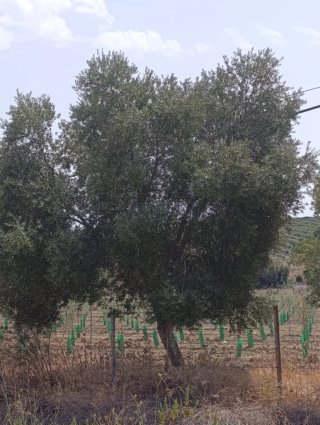 50 olivos adultos.