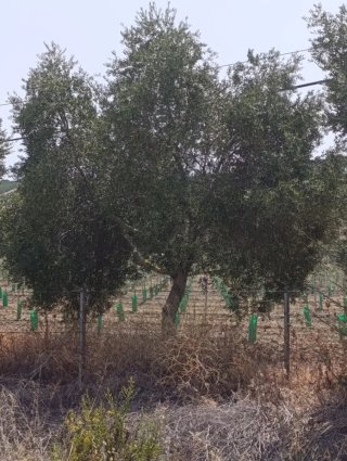 50 olivos adultos.