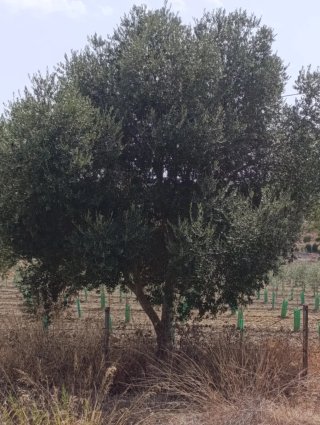 50 olivos adultos.