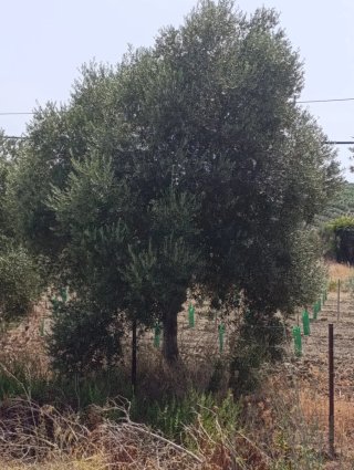 50 olivos adultos.