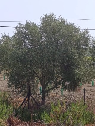 50 olivos adultos.