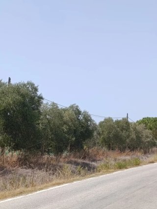 50 olivos adultos.