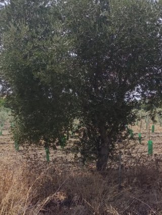 50 olivos adultos.