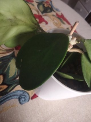 Hoya Kerrii - Pianta con 1 foglia