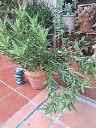 Planta Aloe Squarrosa