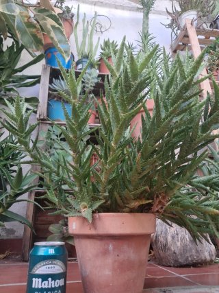 Planta Aloe Squarrosa