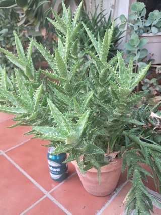 Planta Aloe Squarrosa