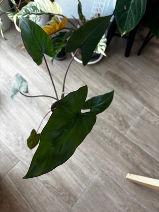 Alocasia Metalhead Planta Hoja Oscura