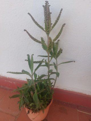 Planta Kalanchoe