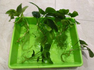 Esquejes de Anubias para acuario