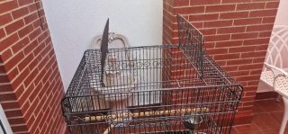 Jaula para loro