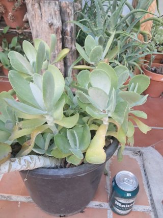 Kalanchoe Luciae Grande (Paleta Pintor)
