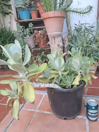 Kalanchoe Luciae Grande (Paleta Pintor)