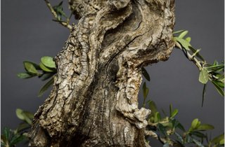 Bonsái Olivo centenario