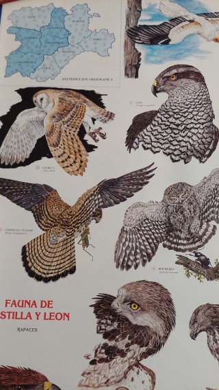 Calendario vintage Caja Salamanca 1988 Fauna CyL
