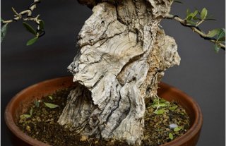 Bonsai Olivo Centenario