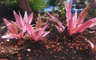 Cryptocoryne Flamingo Planta Acuario