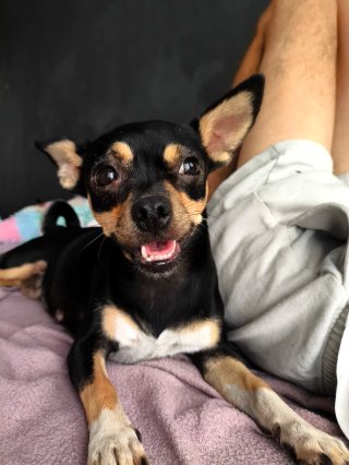 Cuidador de mascotas y paseador a domicilio