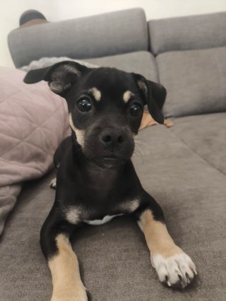 Cuidador de mascotas y paseador a domicilio