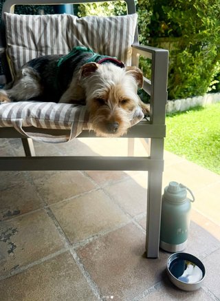 Botella térmica 3 en 1 para perro FIXY - con caja