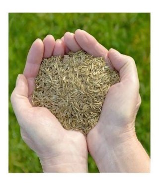 Semillas de Raigrás para césped