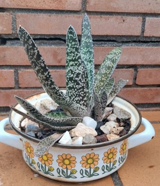 Suculenta Gasteria en maceta decorada
