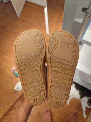 Zapato Feroz Calzado Respetuoso Talla 36