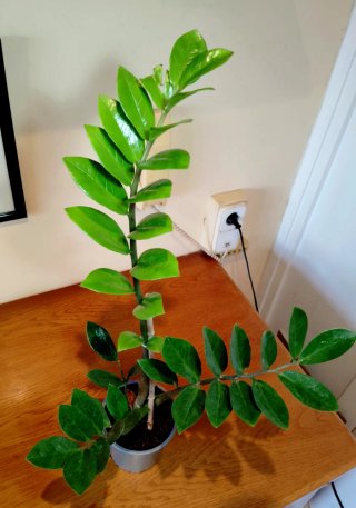 Planta.Zamioculca Zamifolia.