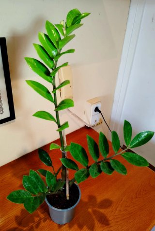 Planta.Zamioculca Zamifolia.