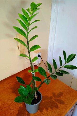 Planta.Zamioculca Zamifolia.