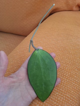 Hoya malang
