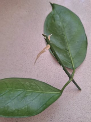 Hoya coriacea esqueje