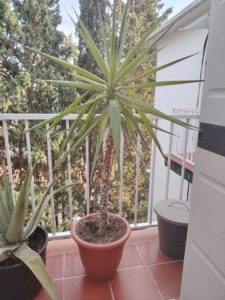 Planta de Yuca en maceta terracota