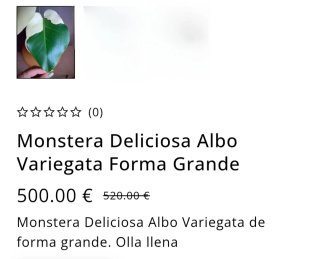 Monstera Albo Variegata Forma Grande  (LF)