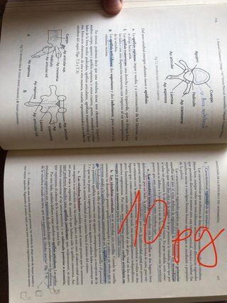 Anatomía (UGR GUIRAO)d la postura y del movimiento