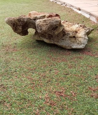 Roca Escultura Natural Tortuga Sierra Morena