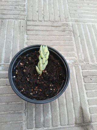 Planta suculenta en maceta