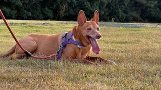 Paseo y cuido perros en casa del dueño/a.