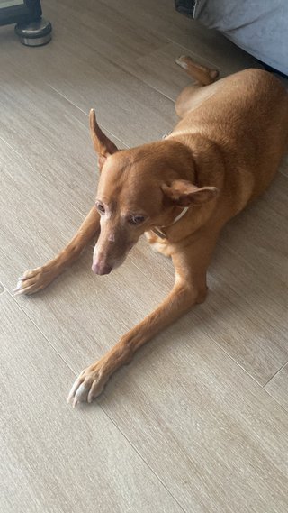 Paseo y cuido perros en casa del dueño/a.