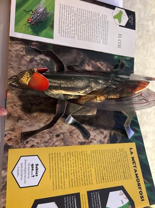 Insectes